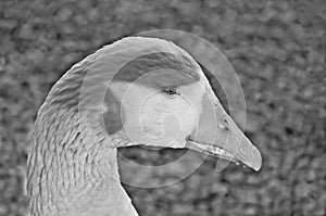 Portrait of blue eyed goose in black and white