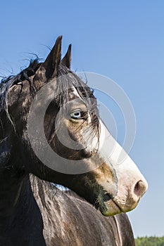 Portrait of blue-eyed horse