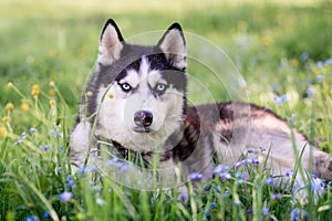 Portrait of a blue-eyed Siberian Husky looking seriously to the side among forget-me-nots
