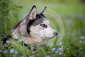 Portrait of a blue-eyed Siberian Husky looking seriously to the side among forget-me-nots