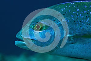 Portrait of blue-fin trevally, Maldives