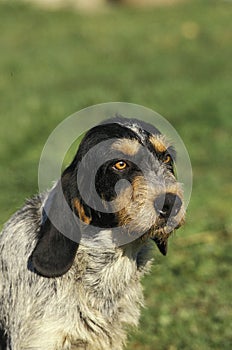 Portrait of Blue Gascony Griffon Dog