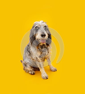 Portrait blue Gascony Griffon dog sitting and looking at camera. Obedience concept. Isolated on yellow background