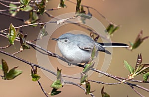 Portrait of a Blue-gray Gnatcatcher Polioptila caerulea