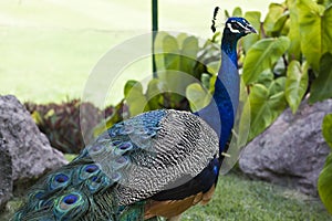 Portrait of a Blue Indian Male Peacock