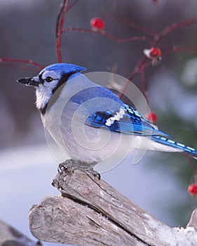 A portrait of a Blue Jay at rest.