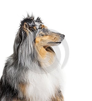 Portrait of a Blue merle Sheltie, isolated