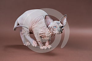 Portrait of blue mink and white color Canadian Sphinx Cat with blue eyes on brown background