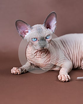 Portrait of blue mink and white color Sphinx Cat 4 months old with blue eyes. Studio shot
