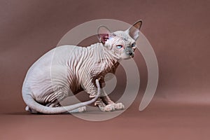 Portrait of blue mink, white Sphinx Cat 4 months old with blue eyes. Female cat on brown background