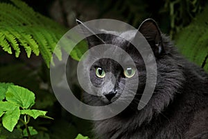 Portrait of blue norwegian forest cat female