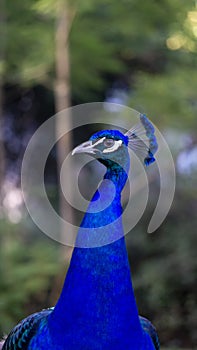 Portrait of a blue peacock in a farm