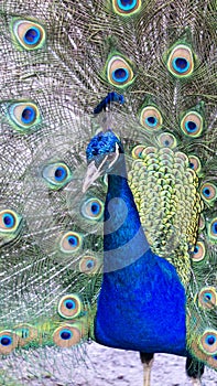 Portrait of a blue peacock in a farm