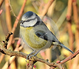 Portrait of a blue tit bird sitting on the tine branch