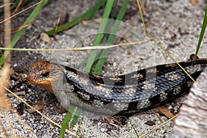 Portrait of a blue tongue lizard in Australia