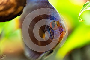 Portrait of a blue tropical Symphysodon discus fish in a fishtank.