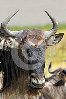 Portrait of a blue wildebeest