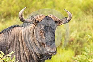 Portrait of a blue wildebeest Connochaetes taurinus, Welgevonden Game Reserve, South Africa.