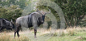 Portrait of blue wildebeest in grassland. Photographed at Port Lympne Safari Park near Ashford Kent UK.