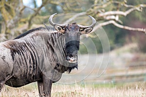 Portrait of blue wildebeest in grassland. Photographed at Port Lympne Safari Park near Ashford Kent UK.