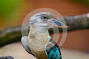 Portrait of blue-winged kookaburra also known as Dacelo leachii