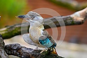 Portrait of blue-winged kookaburra also known as Dacelo leachii