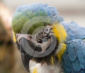 Portrait of A blue and yellow macaw Ara ararauna