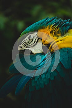 Portrait of blue-and-yellow macaw & x28;Ara ararauna& x29;.