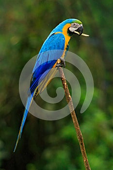 Portrait of blue-and-yellow macaw, Ara ararauna, also known as the blue-and-gold macaw, is a large South American parrot with blue