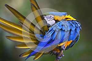 Portrait of blue-and-yellow macaw (Ara ararauna) while grooming feathers