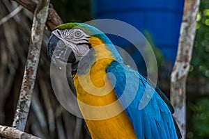Portrait of a blue-and-yellow macaw Ara ararauna sitting on a branch and looking at the side. This parrots inhabits forest,
