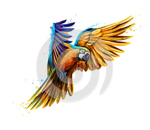 Portrait blue-and-yellow macaw in flight from a splash of watercolor. Ara parrot, Tropical parrot