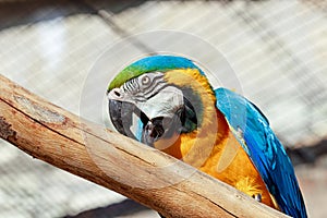 Portrait of a blue yellow macaw parrot