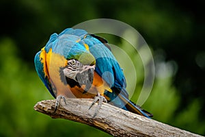 Portrait of a blue-and-yellow macaw parrot, Ara ararauna