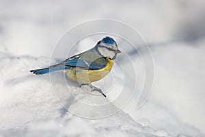 Portrait of a bluetit