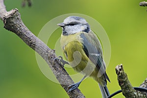 Bluetit perching on a branch