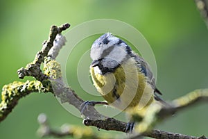 Bluetit perching on a branch