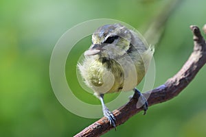 Bluetit perching on a branch