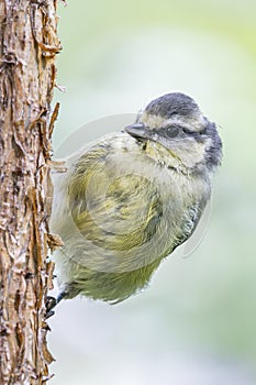 Portrait of Bluetit on Scots pine tree