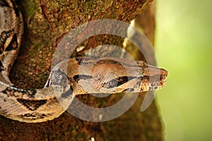 Portrait of Boa constrictor snake, Belize
