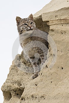 Portrait of bobcat in sand formation