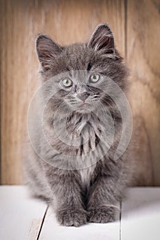 Portrait Bobtail Cat Curious Looking in Camera