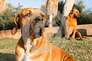 Portrait of a Boerboel dog