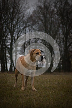 Portrait of boerboel dog, in nature with mystic atmosphere