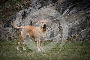 Portrait of Boerboel dog in outdoor museum.