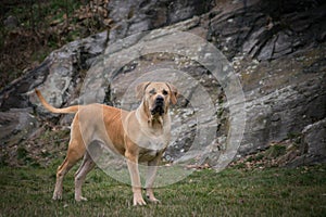 Portrait of Boerboel dog in outdoor museum.