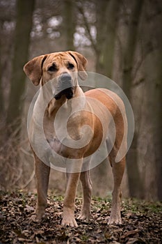 Portrait of boerboel dog, who is standing in forest,