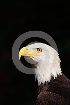 Portrait of Bold Eagle Haliaeetus leucocephalus symbol of American pride