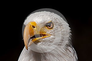 Head of an eagle looking to the side