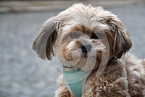 Portrait of a bolonka zwetna puppy